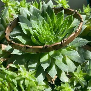 Brown Braided Copper Bracelet